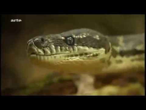 [Doku] Steffens entdeckt - Australien 2 Eldorado der Natur [HD]