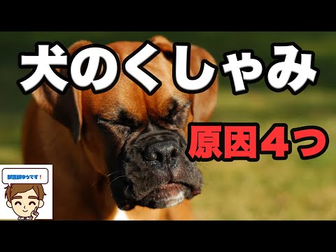 犬がよくくしゃみをします。原因は何でしょうか?