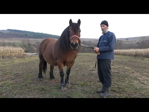 Caii domnului Dorutu de la Alunis, Cluj - 2021 Nou!!!