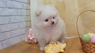 ポメラニアンの動画01