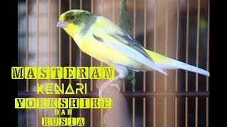 Download lagu Audio Master Kenari Yorkshire dan Rusia Durasi Panjang mp3 Download lagu Audio Master Kenari Yorkshire dan Rusia Durasi Panjang mp3