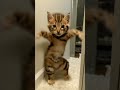 VROOM Cat Original