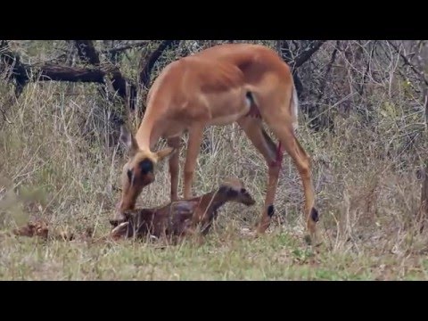 Impala Lamb