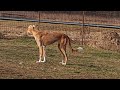 Saluki welpen kaufen