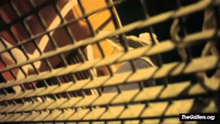 Grifters Graffiti - Unfollow the Leader - Part 1