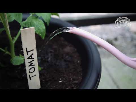 Plantera tomat i kruka