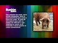 Ilusión óptica