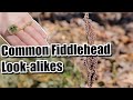 Common Fiddlehead Ostrich Fern Look Alikes - DON'T make this mistake - Some are toxic