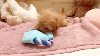 ハーフ犬の動画01