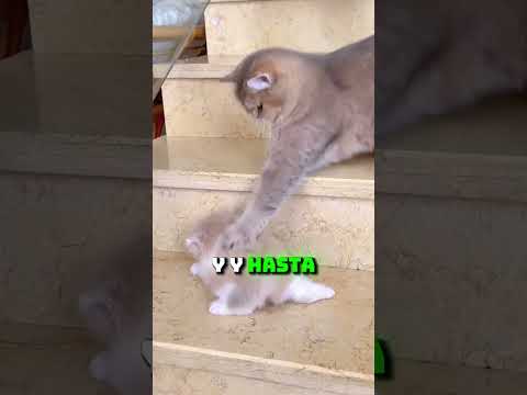 😂🐱 Gatito pisó al papá y mamá lo defendió como superheroína