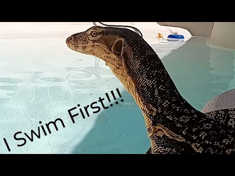 Water Monitor gets first swim in new pool