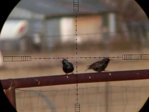 FX Royale 500 - JSB MKII Spiraling