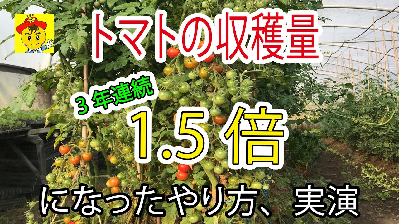 トマト収穫量1.5倍!垂直結束栽培