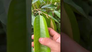 Download lagu Penanaman Durian Musang King | Pertanian Durian & Kehidupan Pedesaan yang Menakjubkan mp3