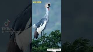 Download lagu Simfoni yang Menenangkan: Panggilan Merdu Burung Bangau Berjambul #uganda #nyanyianburung #bangau mp3
