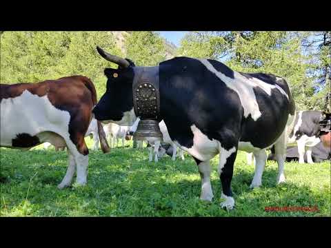 MUCCHE VALDOSTANE E PIEMONTESI AL PASCOLO A PONTECHIANALE IN VALLE VARAITA (CN) DOM. 11 - 9 - 2022.