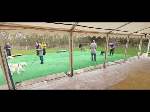Ipswich Wagtail Walks and Training video.