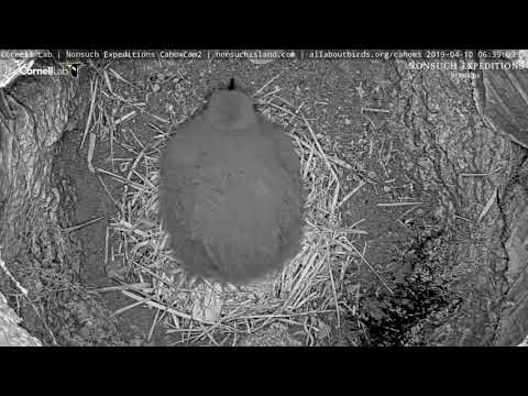 Cahow Chick Makes "Nestorations" On Morning After Feeding – April 10, 2019