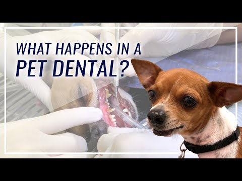 What Happens During a Pet Dental?