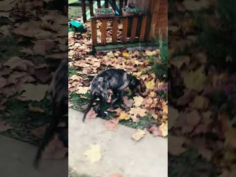 Perros Wolfhound Irlandés en venta