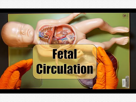 How Do Babies Breathe in the Womb?