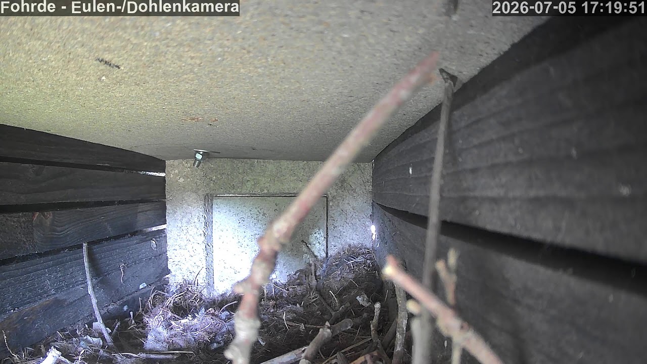 Live webcam view of Owl & Jackdaw Nest Box Cam, Fohrde