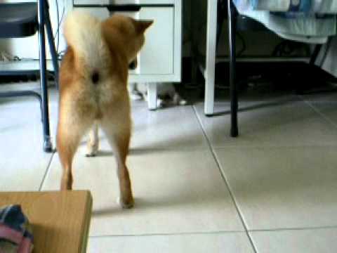 Mico の避難港(原發表者:雨過得彩虹)(影片)