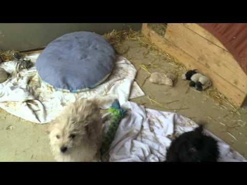 shaima putri dierk dastan dylara dajana