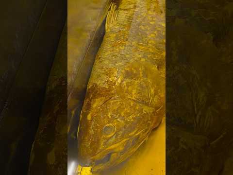 This Fish Is EXTREMELY Special