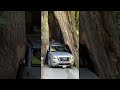 Car Scrapes Through Redwood Trunk || ViralHog