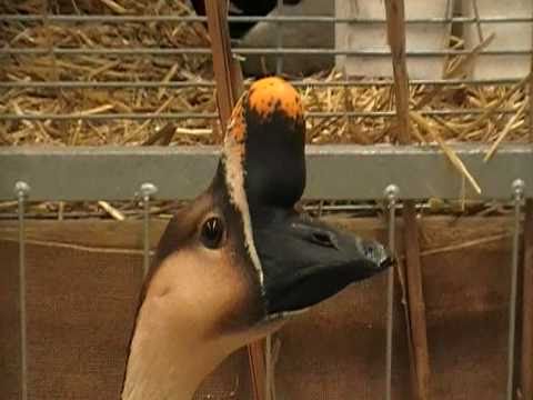 swan goose (domestic)