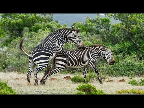 , title : 'WILDLIFE // Epic zebras fight for mate // maajabu namna ya kupandisha pundamilia porini'