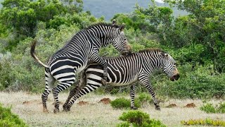 WILDLIFE // Epic zebras fight for mate // maajabu 
