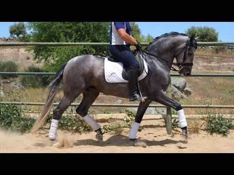 SPANISH HORSE DRESSAGE PROSPECT