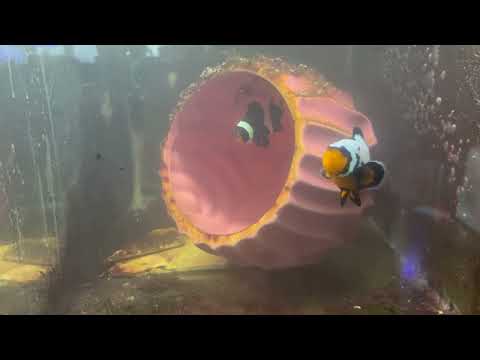 Breeding and raising Clownfish
