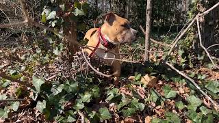 Bandog Puppies Videos