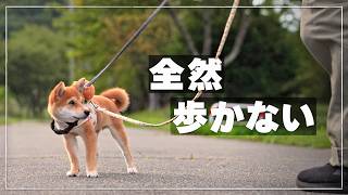 柴犬と暮らす｜標高1000mの山暮らし。子犬、初の一歩