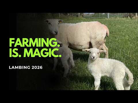 Farming is magic: Lambing 2026