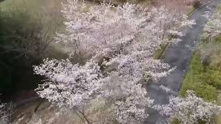 吉野桜　満開！
