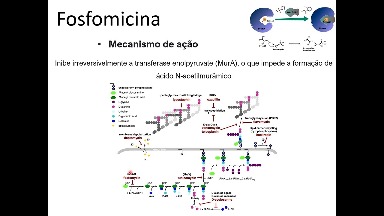 Agentes antimicrobianos usados para Infecções do Trato Urinário (ITU)
