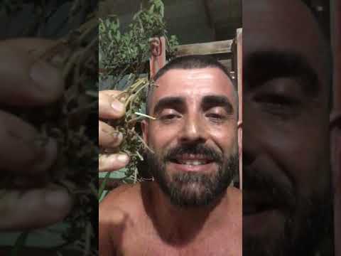 Chá de folhas e galhos de maconha