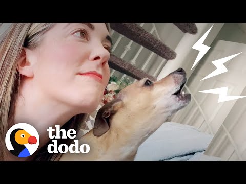Dog Obsessed With Singing Show Tunes | The Dodo Soulmates