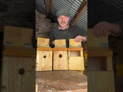 Building Bird Nest Boxes #woodworking #nature #birds #wilderness #ireland