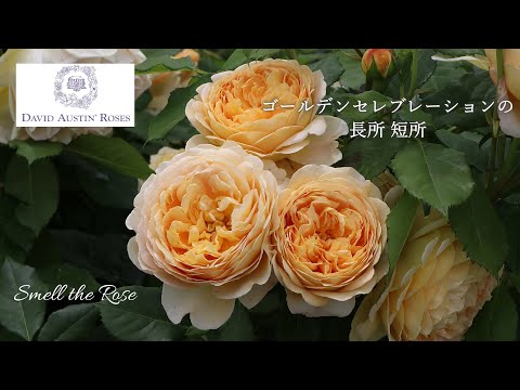 地被植物ムクデニア・ロッシ「カラスバ」の多年草 - 育て方のコツ  庭園