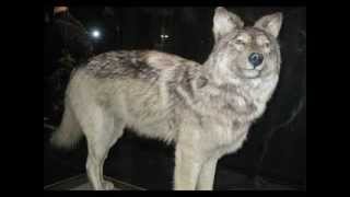 Hot Shot Love Wolf Call Boogie (Take 3) (1954)