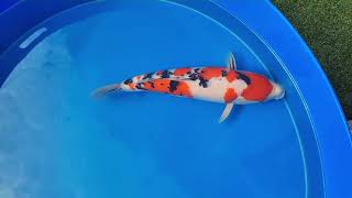 video van Sanke  2310016