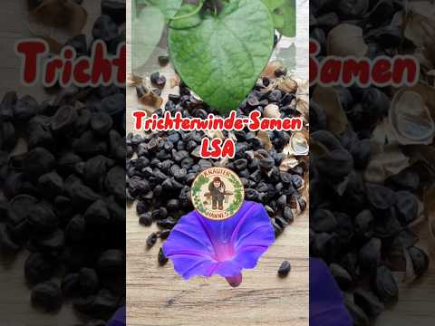 Ein natürlicher Ersatz für LSD 🫨 Prunkwinde-Samen mit LSA 🌿 #ethnobotanik #pflanzen #blüten