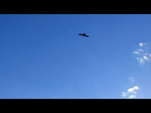 Klapa Luše - Zdravo zvizdo mora