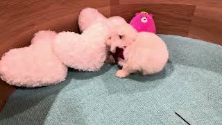 ハーフ犬の動画01
