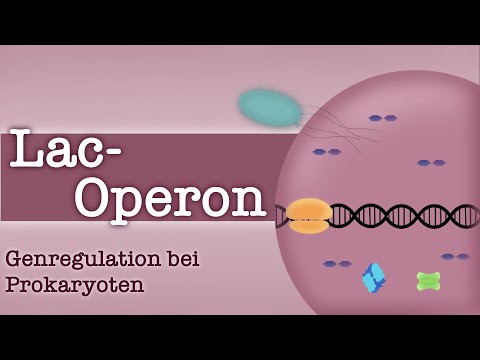 Lac-Operon - Genregulation bei Prokaryoten (+ Substratinduktion, Endproduktrepression)